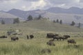 A small herd of buffalo grazing Royalty Free Stock Photo