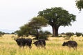 Small herd of buffalo near big baobab. Tarangire, Tanzania Royalty Free Stock Photo