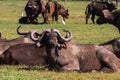 Small herd of buffalo at resting. Kenya. Africa Royalty Free Stock Photo