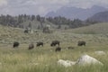Small herd of buffalo in yellowstone Royalty Free Stock Photo