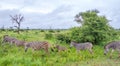 A small herd of Burchell`s zebras