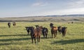 A Small Herd of Cattle on the Canadian Prairies