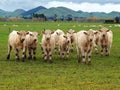 Small Herd of Charolais Royalty Free Stock Photo