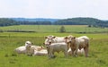 Small herd of Charolais cattle