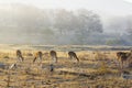 Small herd of chital deer feeding in the early morning sunlight