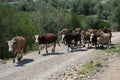 A small herd of cows on the banks of the KÃÂ±zÃÂ±lÃÂ±rmak river