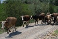 A small herd of cows on the banks of the KÃÂ±zÃÂ±lÃÂ±rmak river