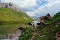 Small herd of cows with bells grazing in the Austrian Central Alps