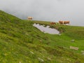 Small herd of cows graze in the Alpine meadow in Austria