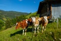 Small herd of cows graze in the Alpine meadow Royalty Free Stock Photo