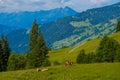 Small herd of cows graze in the Alpine meadow Royalty Free Stock Photo