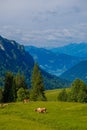 Small herd of cows graze in the Alpine meadow Royalty Free Stock Photo