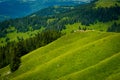 Small herd of cows graze in the Alpine meadow Royalty Free Stock Photo