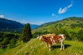 Small herd of cows graze in the Alpine meadow Royalty Free Stock Photo