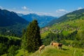 Small herd of cows graze in the Alpine meadow Royalty Free Stock Photo