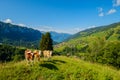 Small herd of cows graze in the Alpine meadow Royalty Free Stock Photo