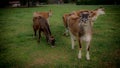 Small herd of cows standing in a pasture on a farm with one sticking it`s tongue out Royalty Free Stock Photo