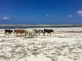Group of cows on Paje beach, Zanzibar Royalty Free Stock Photo