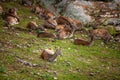 A small herd of deer in  the background of rocks and autumn grass Royalty Free Stock Photo