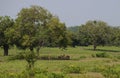 A small herd of deer resting under a tree during a hot afternoon. Yala Park, Sri Lanka Royalty Free Stock Photo