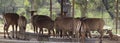 A small herd of deer stands in a herd. In the dim background Royalty Free Stock Photo