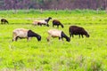 A small herd of Dorper Sheep. Royalty Free Stock Photo