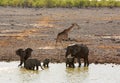 Small herd of elephants and a lone giraffe at an African waterhole