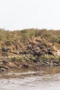 A small herd of elephants on the river bank. Masai Mara, Kenya. Africa Royalty Free Stock Photo