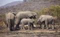 Small herd of elephants standing near trees