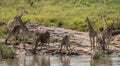 Small herd of Giraffes drinking water in Kruger National Park Royalty Free Stock Photo