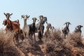 Small herd of goats standing on little hill, looking into camera as if they`re about to charge, clear sky in background