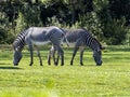 small herd of Grevy`s zebra, Equus grevyi, grazing