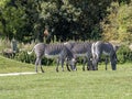 small herd of Grevy`s zebra, Equus grevyi, grazing Royalty Free Stock Photo