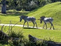 small herd of Grevy`s zebra, Equus grevyi, grazing