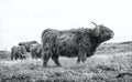 Highland cattle grazing in a field in southern Sweden Royalty Free Stock Photo