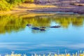 Small herd of hippos