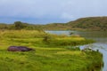 hippos resting on the grass near a lake in the Arusha