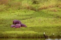 small herd of hippos resting on the grass near a lake in the Arusha Royalty Free Stock Photo