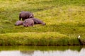 small herd of hippos resting on the grass near a lake in the Arusha