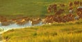 A small herd of horses runs out of the lake onto the hillside at sunset Royalty Free Stock Photo