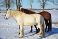 A small herd of horses in the snow. Royalty Free Stock Photo