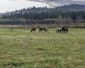 Horses on the Stoney Indian Reserve