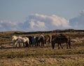 Small herd with Icelandic horses in a pasture Royalty Free Stock Photo