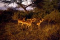 Small Herd of Impalas 10340