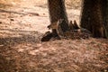 Small herd of large indian spotted deers resting on dry ground in zoo