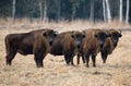 A small herd of large brown bison with big horns standing on the field in the background of the forest Royalty Free Stock Photo