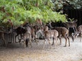 small herd of Lesser kudu, Tragelaphus imberbis, hides in the shade of trees