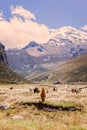 Small Herd Of Llamas Grazing Royalty Free Stock Photo