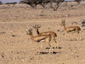 Small herd of Mounitain Gazelle, Gazella Gazella Cora, Al Wusta Wildlife Reserve, Oman