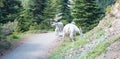 Small herd of Mountain Goats on walking trail leading to Hurricane Ridge in Olympic National Park in Washington state USA Royalty Free Stock Photo
